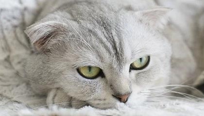 华体会网址｜开启体育娱乐的新纪元：信任入口与沉浸体验并行