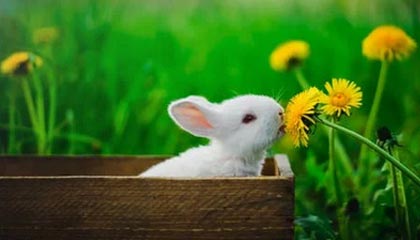 华体会网址｜开启体育娱乐的新纪元：信任入口与沉浸体验并行